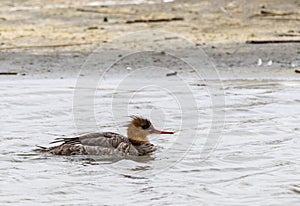 Red Breasted Merganser