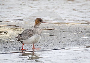 Red Breasted Merganser