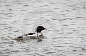 Red Breasted Merganser