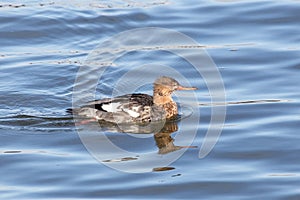 Red breasted merganser