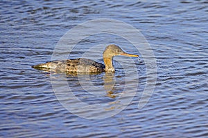 Red-Breasted Merganser