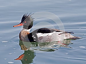 Red-breasted Merganser