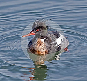 Red-breasted Merganser