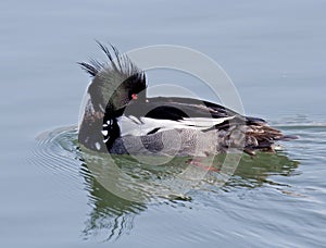 Red-breasted Merganser