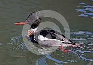 Red-breasted Merganser