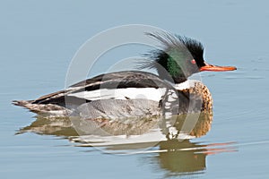 Red-breasted Merganser