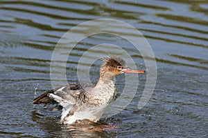 Red-breasted Merganser