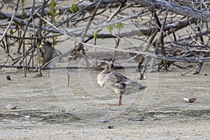 Red-breasted Merganser On The Beach