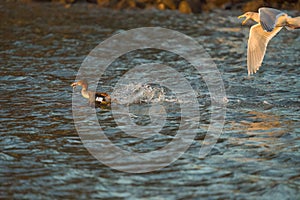 Red-breasted merganser feeding in the sea