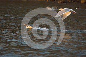 Red-breasted merganser feeding in the sea