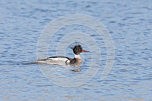 Red-breasted Merganser Floats on a Lake photo