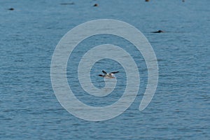 Red-breasted merganser flying over the sea