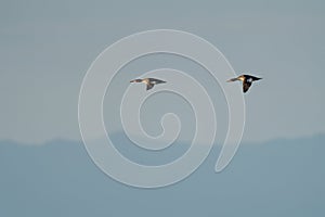 Red-breasted merganser flying at seaside