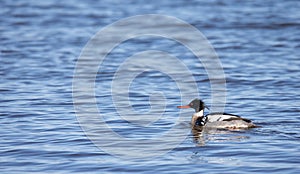 Red-breasted Merganser Male with Copy Space