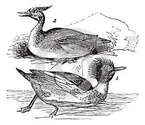 Red-breasted Merganser Mergus serrator 1. male 2. female vintage engraving