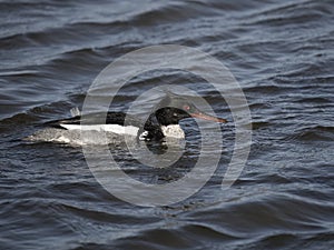 Red-breasted merganser, Mergus serrator