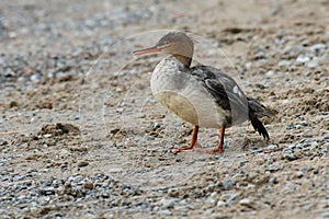 Red-breasted Merganser - Mergus serrator