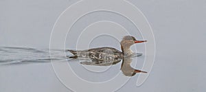 Red breasted merganser (Mergus serrator) swimming in flat water with perfect reflection