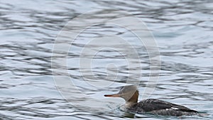 Red-breasted Merganser, Mergus serrator, on the water