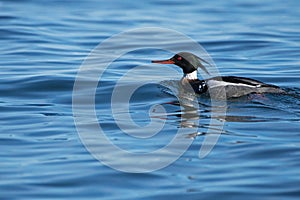 Red-breasted merganser passing by