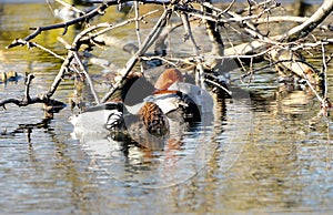 A Red-breasted Merganser and a Redhead Duck