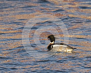 Red-breasted merganser reflections