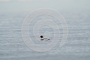 Red-breasted merganser resting in the sea