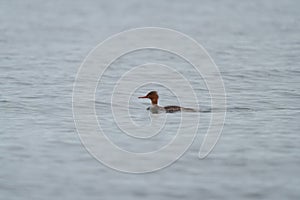 Red-breasted merganser resting in the sea