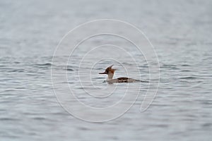 Red-breasted merganser resting in the sea