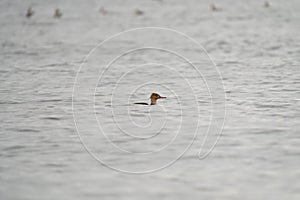 Red-breasted merganser resting in the sea