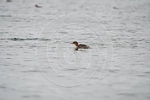 Red-breasted merganser resting in the sea