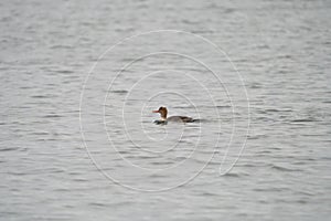 Red-breasted merganser resting in the sea