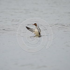 Red-breasted merganser resting in the sea