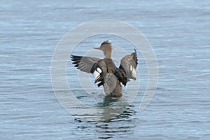 Red-breasted merganser swimming and dancing in the sea