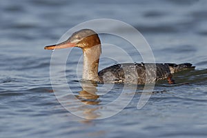 Red-breasted Merganser swimming in the Gulf of Mexico - Florida