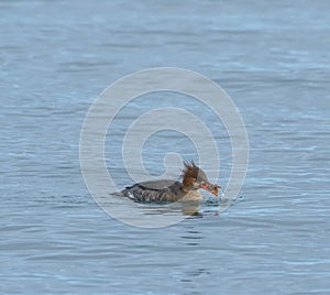 Red-breasted merganser swimming in the sea