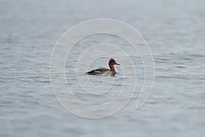 Red-breasted merganser swimming in the sea