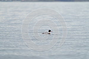 Red-breasted merganser swimming in the sea