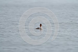 Red-breasted merganser swimming in the sea