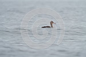 Red-breasted merganser swimming in the sea