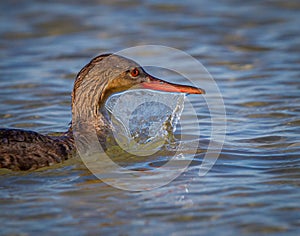 Red breasted Merganser with water dripping in sheets off its beak