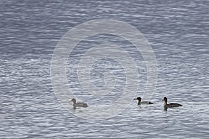 Red-breasted mergansers Mergus serrator ducks swimming in caim reflecting winter sea water. Group of wild diving ducks in nature