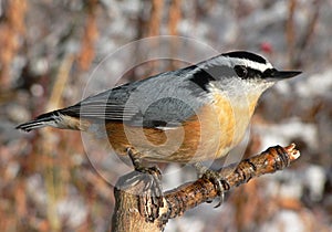 Red-breasted Nuthatch