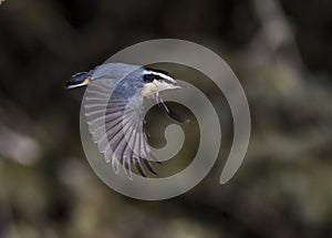 Red-breasted Nuthatch