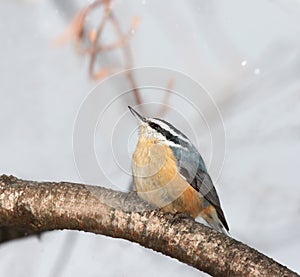 Red Breasted Nuthatch