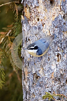 Red-Breasted Nuthatch   829907