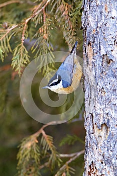 Red-Breasted Nuthatch   829925