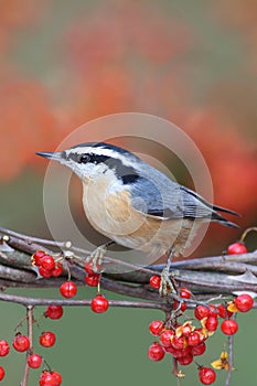 Red-breasted Nuthatch On Bittersweet