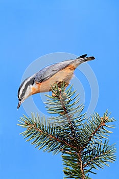 Red-breasted Nuthatch On A Branch