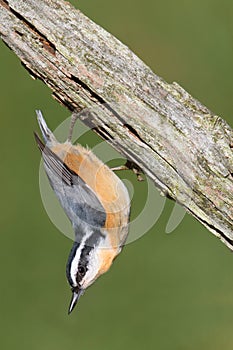 Red-breasted Nuthatch On A Branch